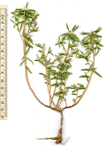  Portulaca suffrutescens